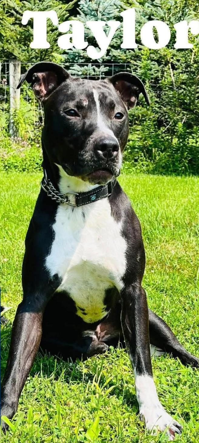 Enlarge TAYLOR, a ADOPTABLE mixed breed in Coudersport, PA image 1/1