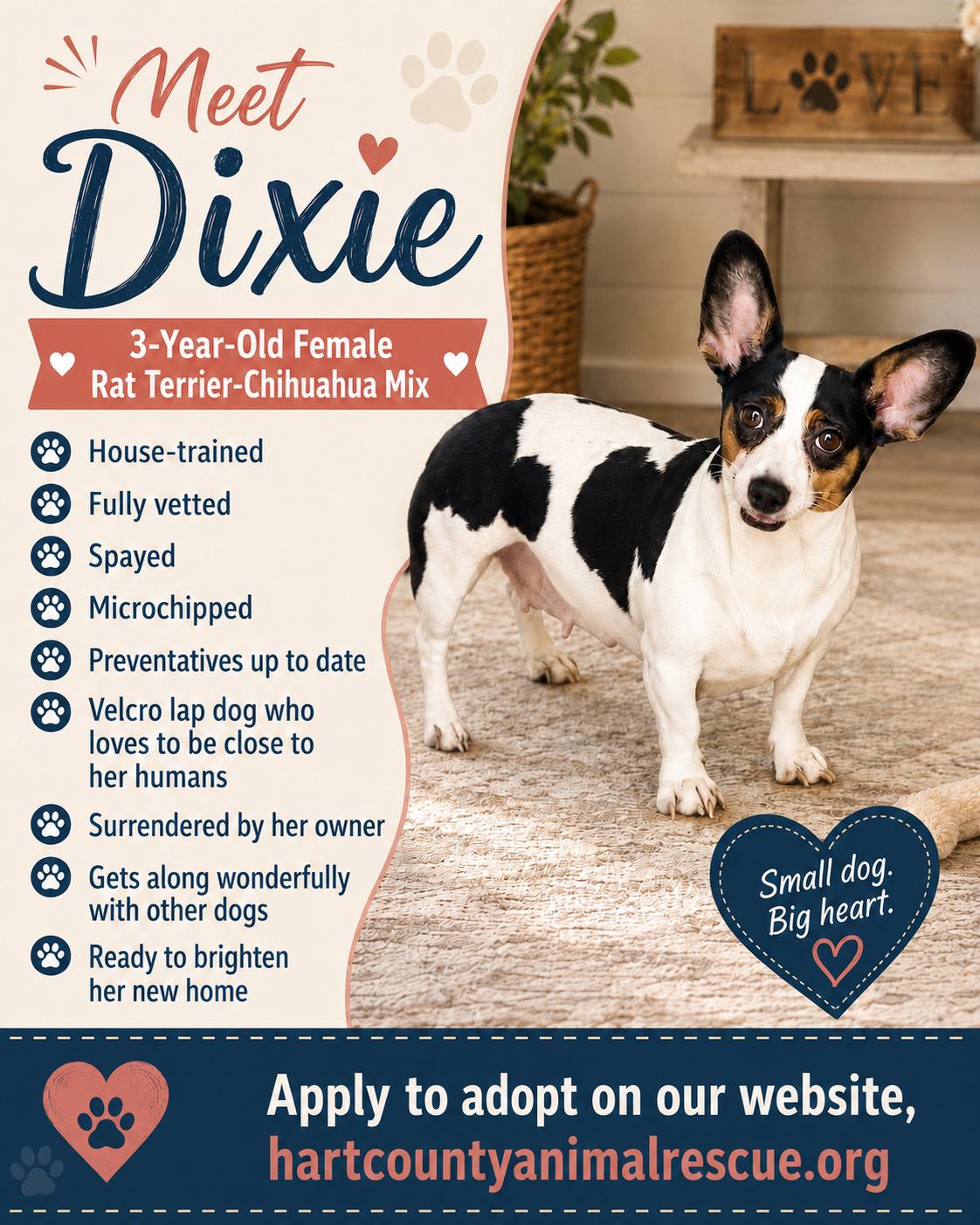 Dixie, an adopted mixed breed in Hartwell, GA image 1/2