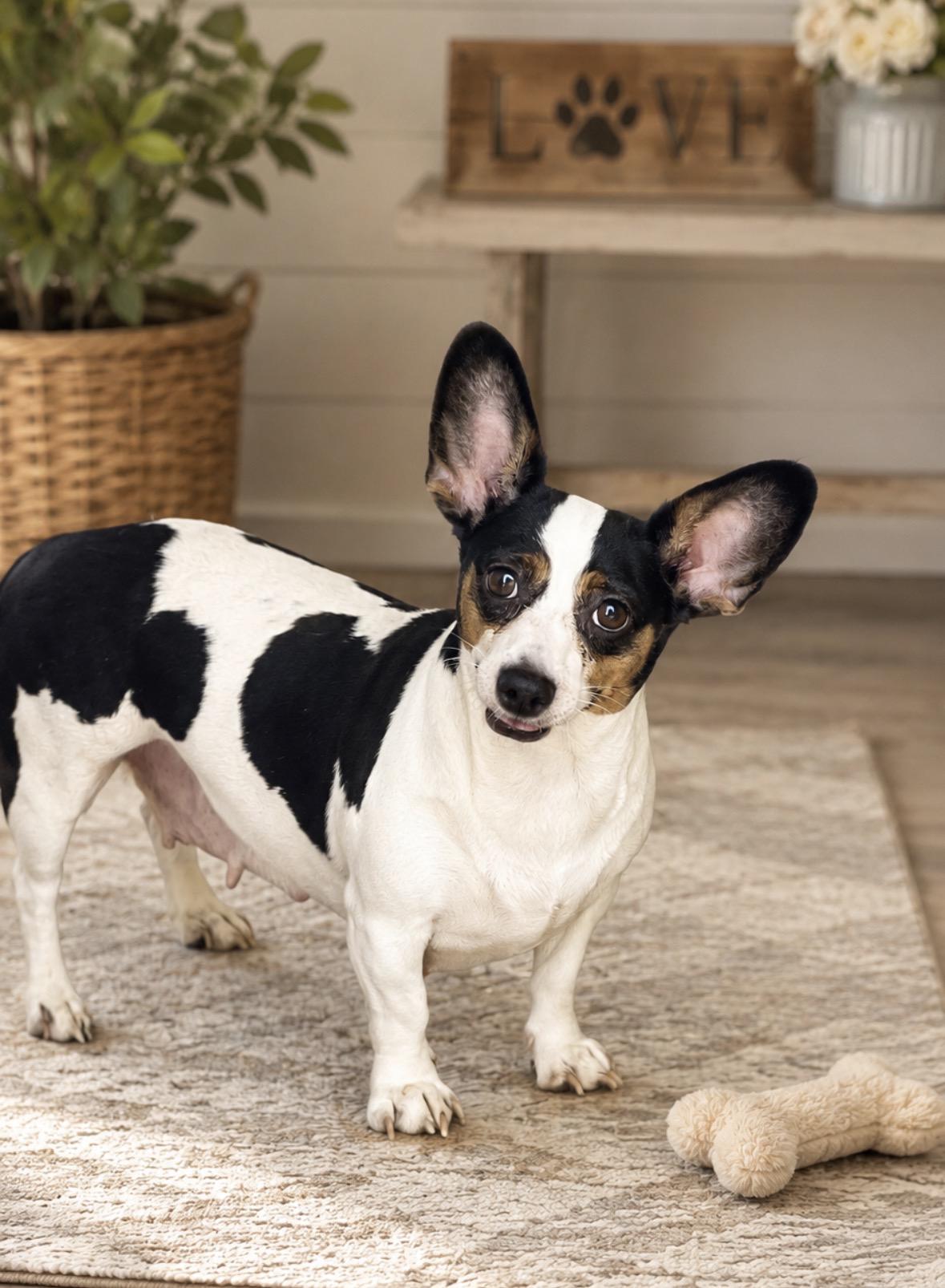 Dixie, an adopted mixed breed in Hartwell, GA image 2/2