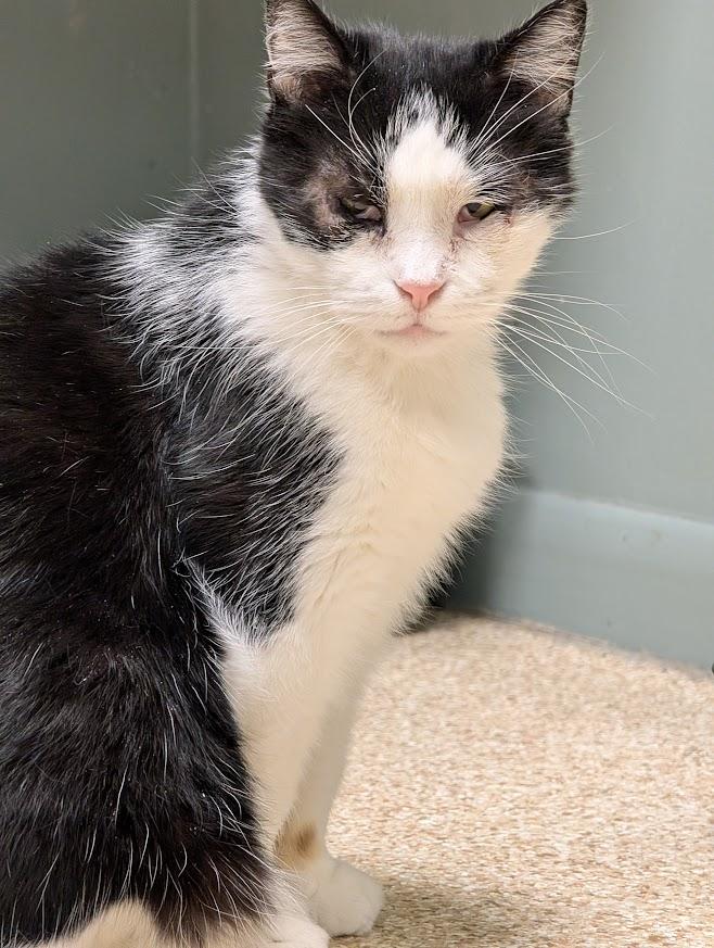 Tuxedo, ADOPTABLE, Senior Male Domestic Short Hair.
