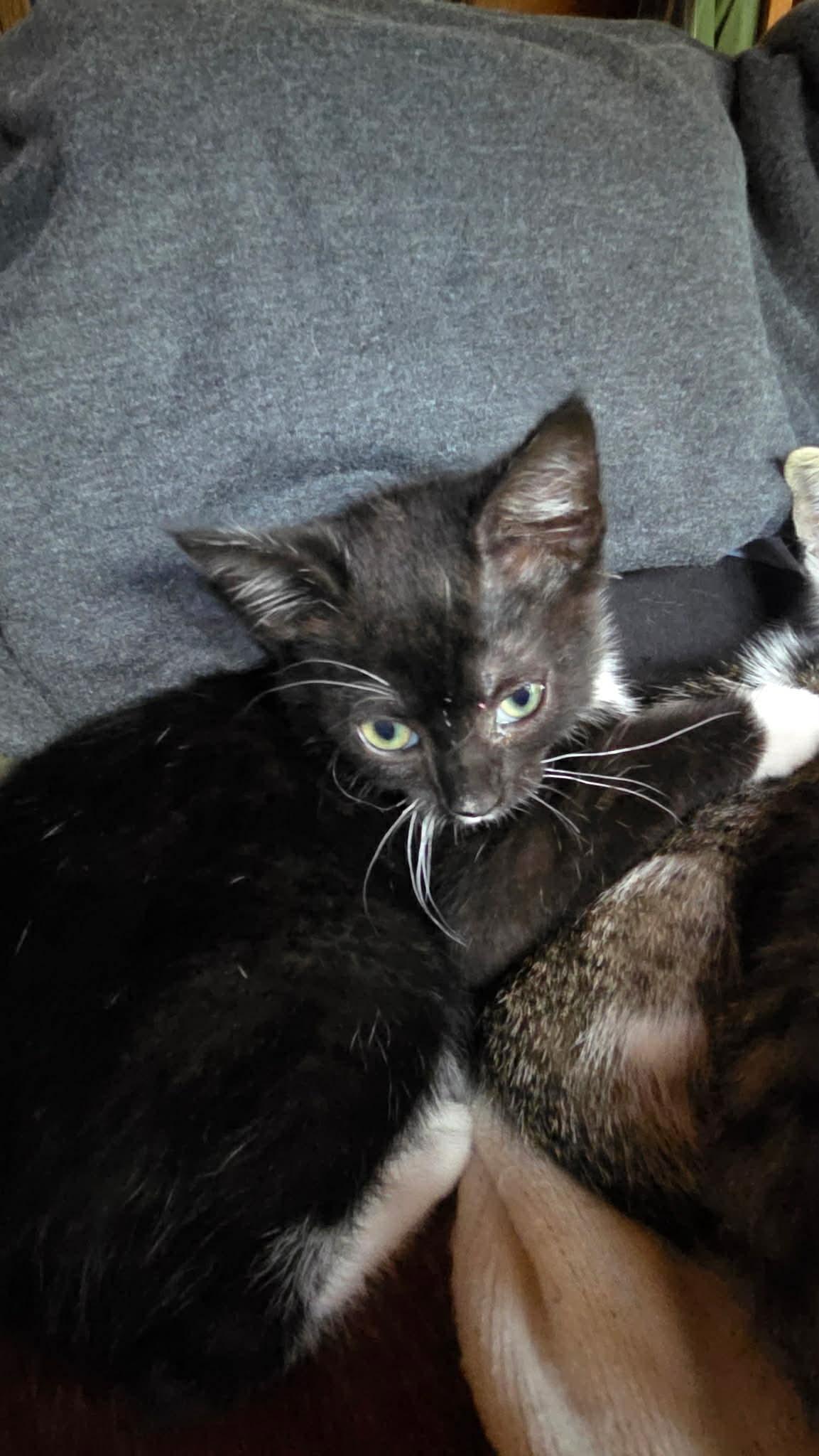 Enlarge Amelia, a ADOPTABLE Domestic Short Hair in Aberdeen, NC image 2/2