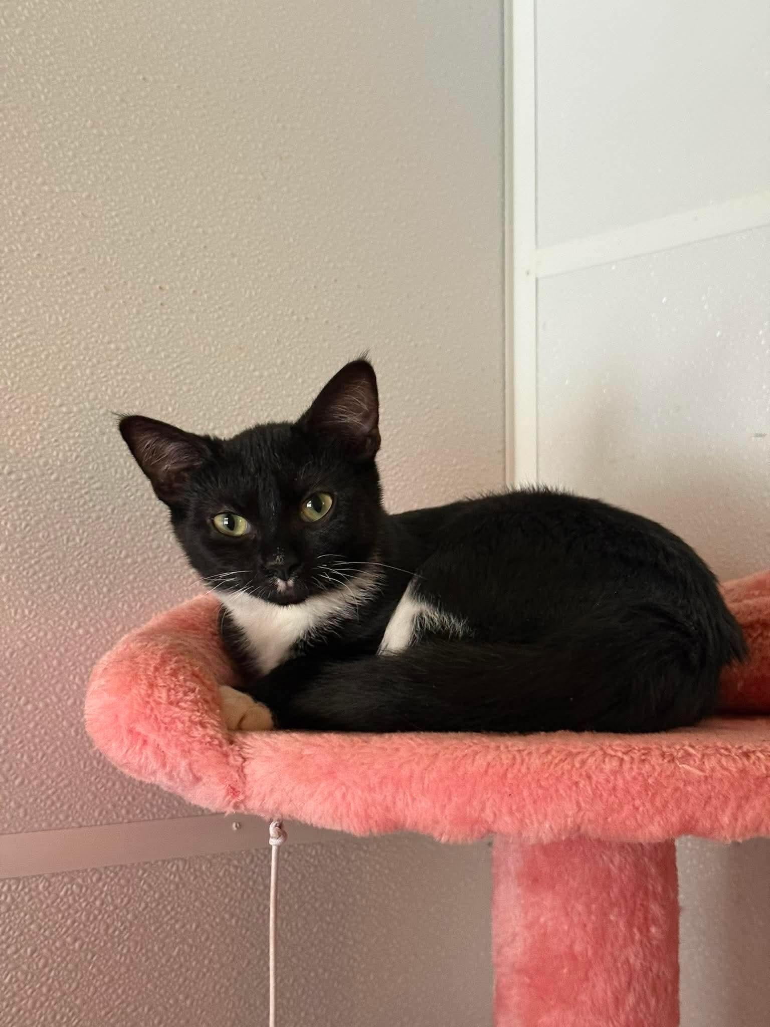Amelia, ADOPTABLE, Kitten Female Domestic Short Hair.