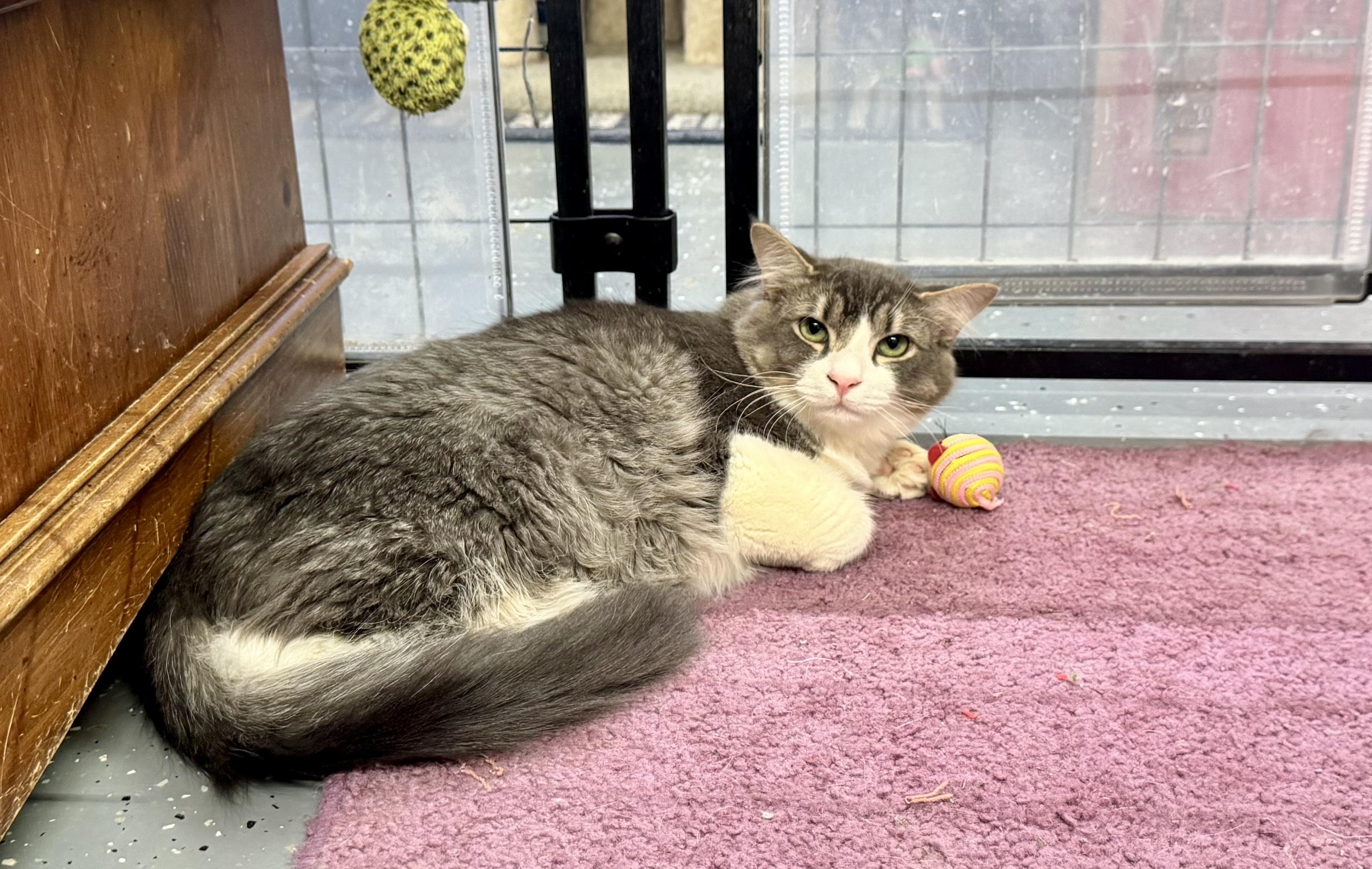 Enlarge Dude, a Adoptable Domestic Short Hair in Wasilla, AK image 1/2