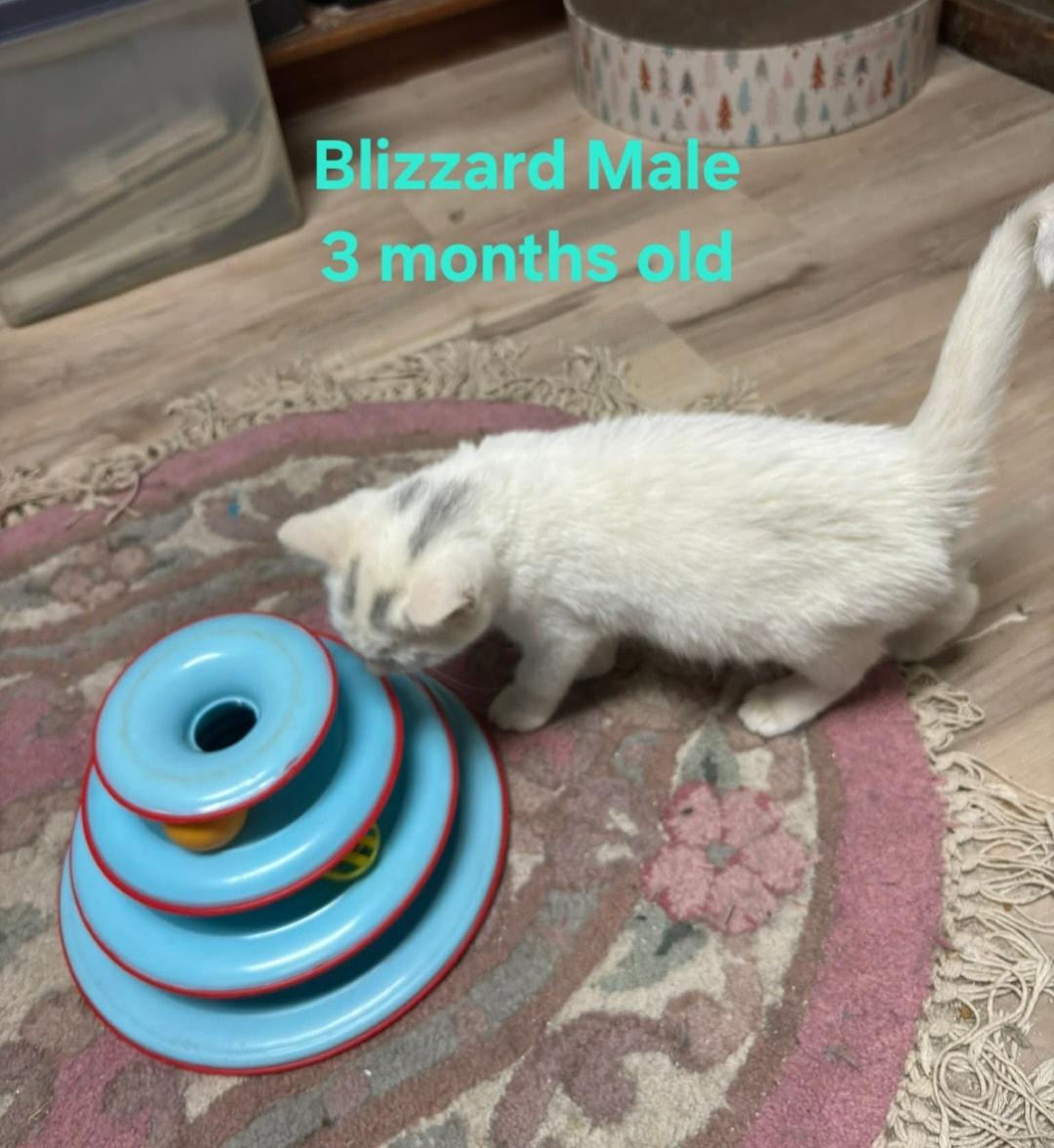 Snowball & Blizzard, a Adoptable Domestic Short Hair in Bristol, QC image 3/5