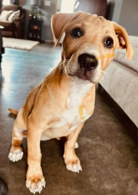 Enlarge Millie (HERE IN NH), a ADOPTABLE Mixed Breed in Northwood, NH image 1/1