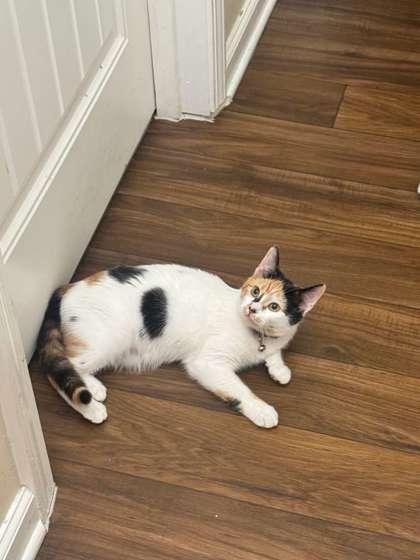 Short Cake, Adoptable, Young Female Domestic Short Hair & Domestic Short Hair.