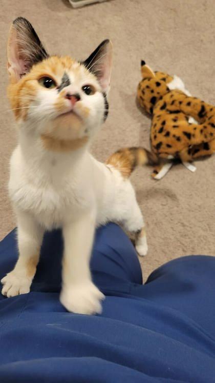 Short Cake, a Adoptable mixed breed in San Diego, CA image 2/2