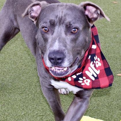 Scar, Adoptable, Adult Male Mixed Breed & Mixed Breed.