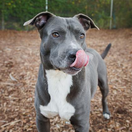 Scar, Adoptable, Adult Male Mixed Breed & Mixed Breed.