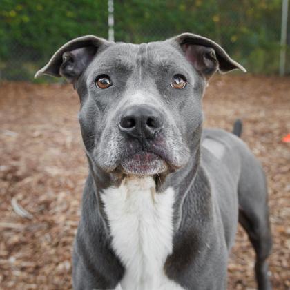 Enlarge Scar, a Adoptable mixed breed in Largo, FL image 2/2