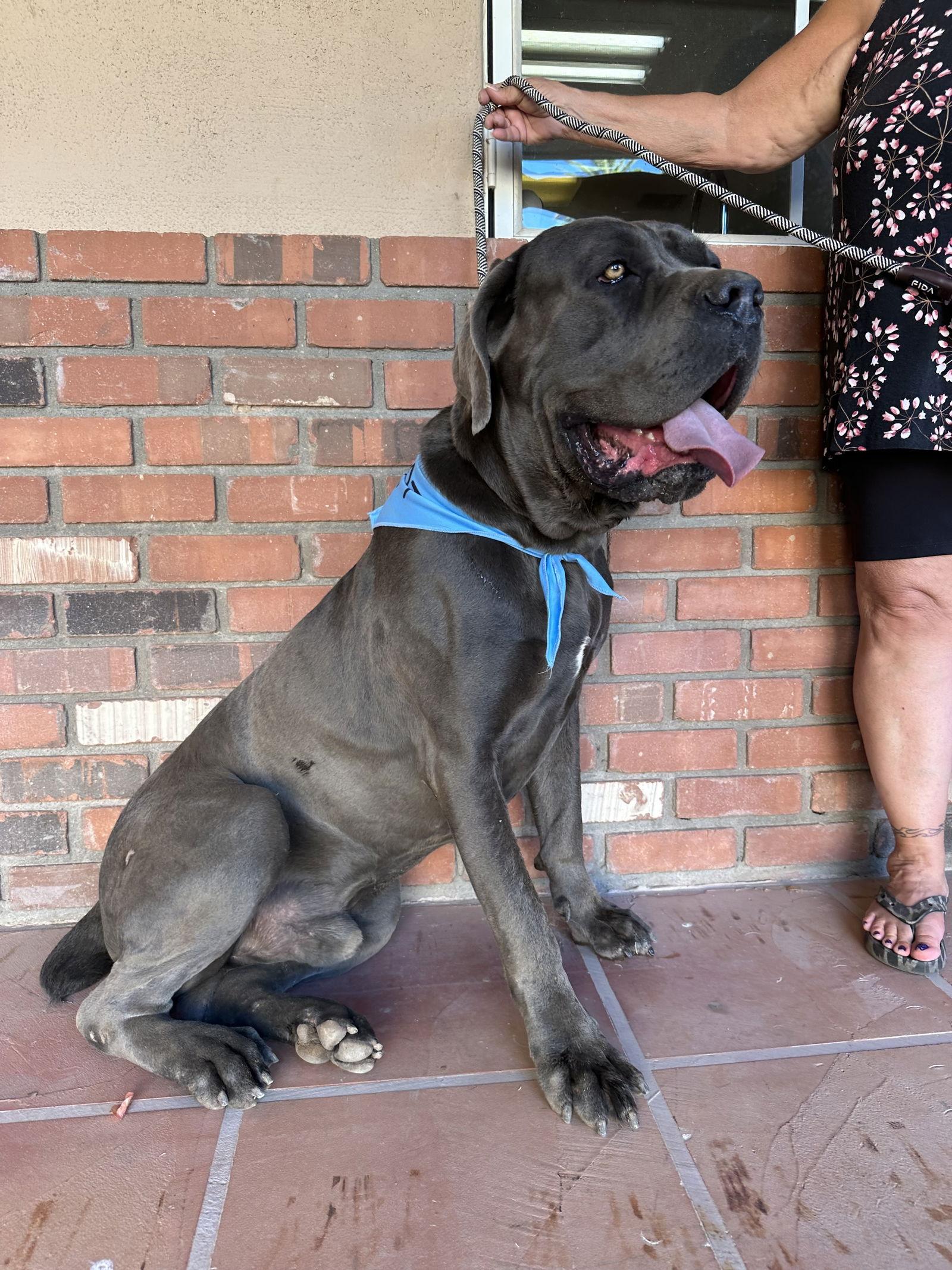 Enlarge Ernie, a Adoptable Cane Corso in Glendale, AZ image 1/3