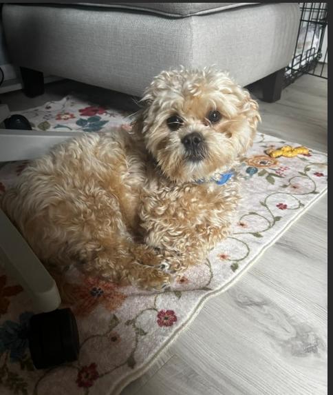 Dezzy-os, a Adopted mixed breed in Pataskala, OH image 2/3
