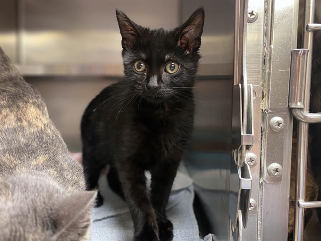 Enlarge DOM, a Adoptable Domestic Short Hair in Fort Wayne, IN image 1/1