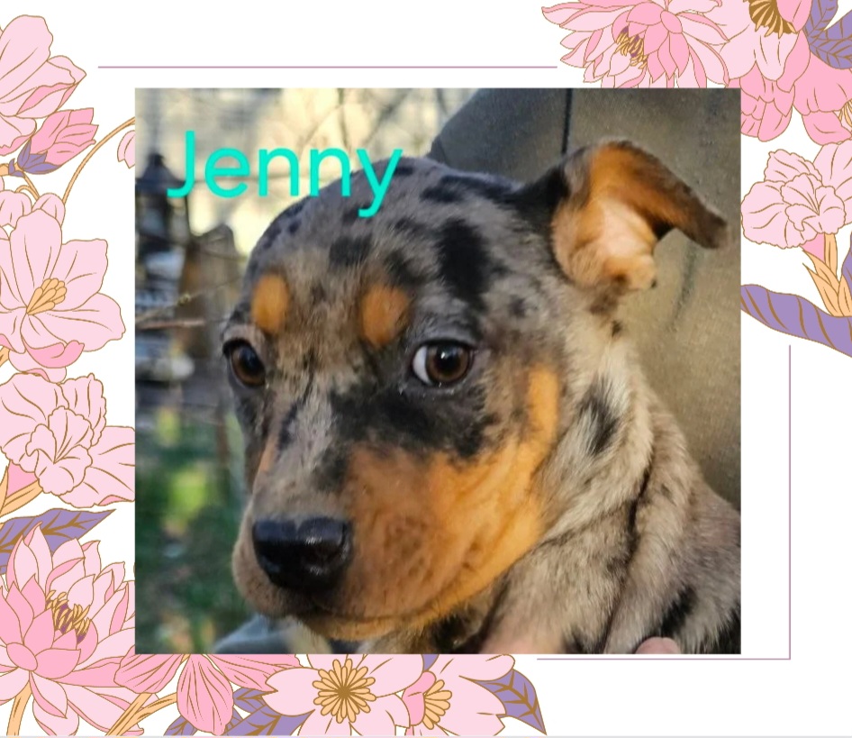 Dog for adoption Jenny, a Catahoula Leopard Dog Mix in Plattsmouth