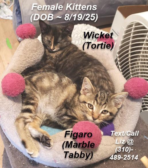 Enlarge Figaro, an adopted Domestic Short Hair in South San Francisco, CA image 2/2