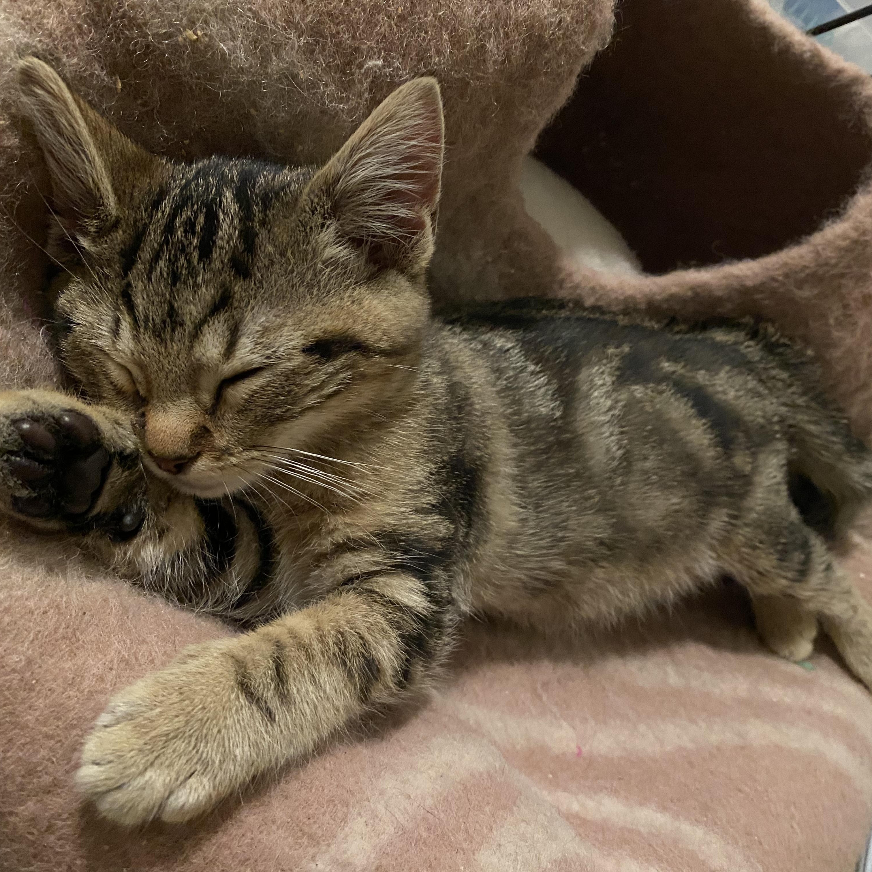 Enlarge Figaro, an adopted Domestic Short Hair in South San Francisco, CA image 1/2