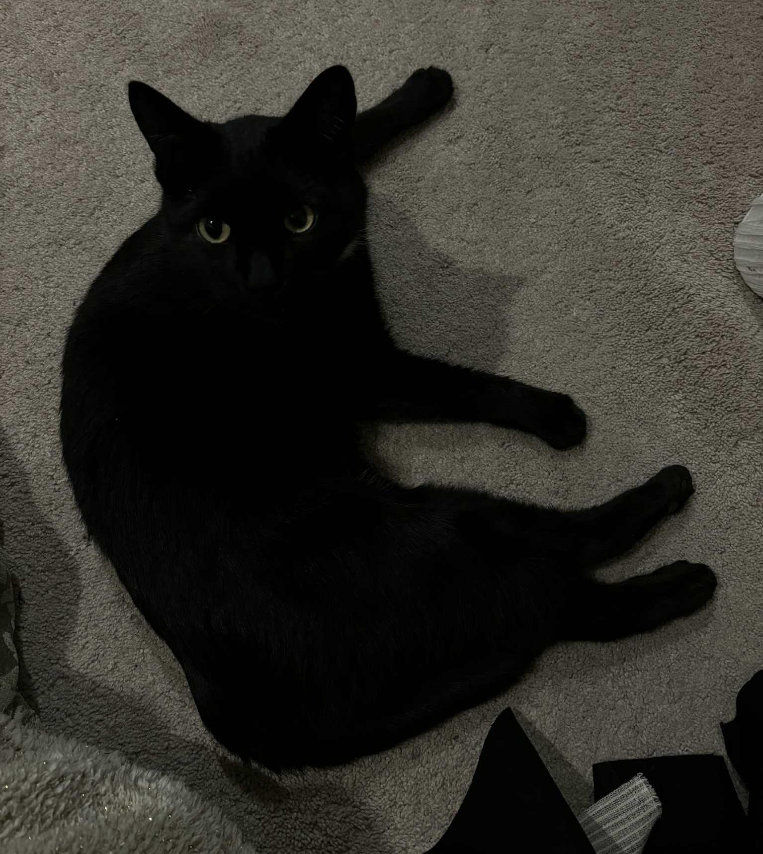 Panther, Adopted, Adult Male British Shorthair.