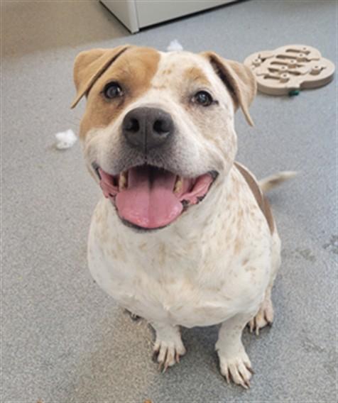 RICO, Adoptable, Adult Male Pit Bull Terrier.