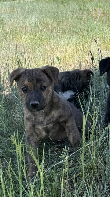 Maddie, Adoptable, Puppy Female Boxer & Australian Cattle Dog / Blue Heeler.