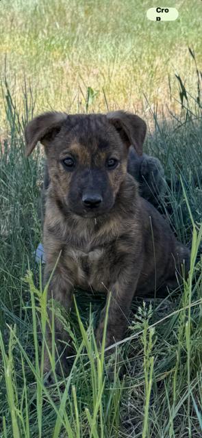 Maddie, a Adoptable mixed breed in Midway, UT image 2/3