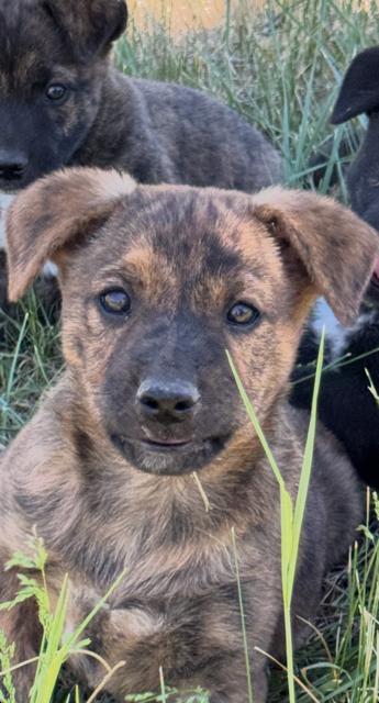 Maddie, a Adoptable mixed breed in Midway, UT image 3/3