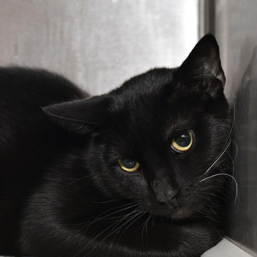 Enlarge Goofball, a Adoptable Domestic Short Hair in Ottawa, KS image 1/1