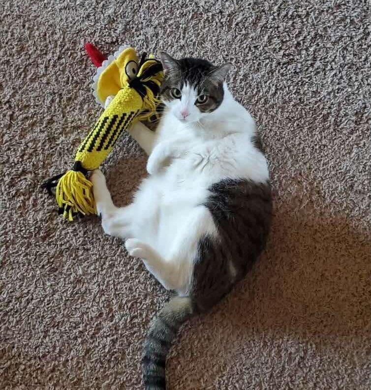 Celine, Adopted, Senior Female Domestic Short Hair.