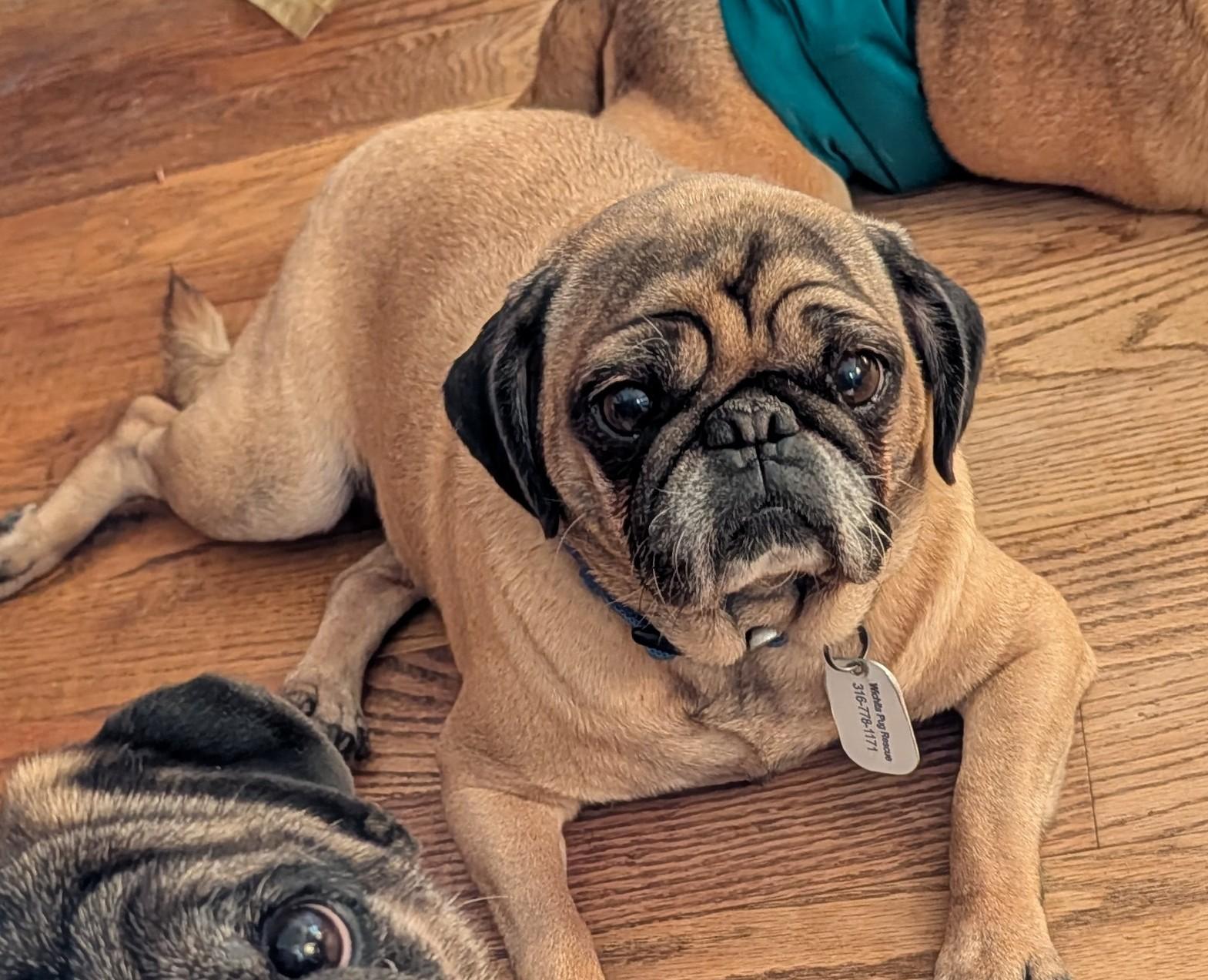 Connie, ADOPTABLE, Adult Female Pug.