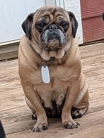 Enlarge Connie, a ADOPTABLE Pug in Benton, KS image 2/2