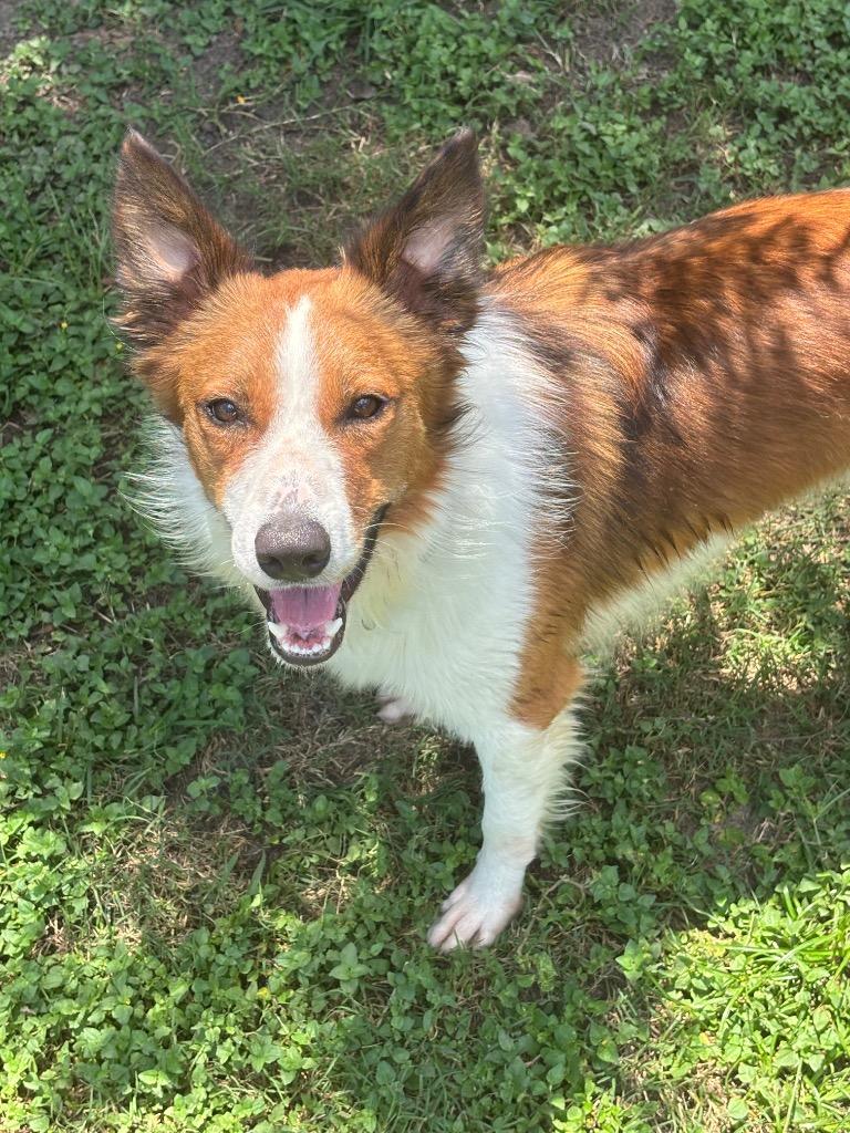 Lasso, Adoptable, Young Male Mixed Breed.