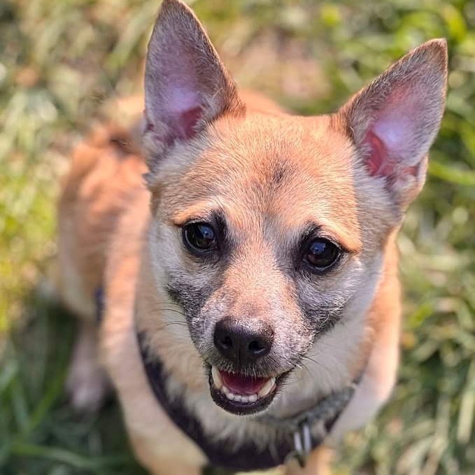 Enlarge Maximus, a Adopted mixed breed in Cranford, NJ image 6/6