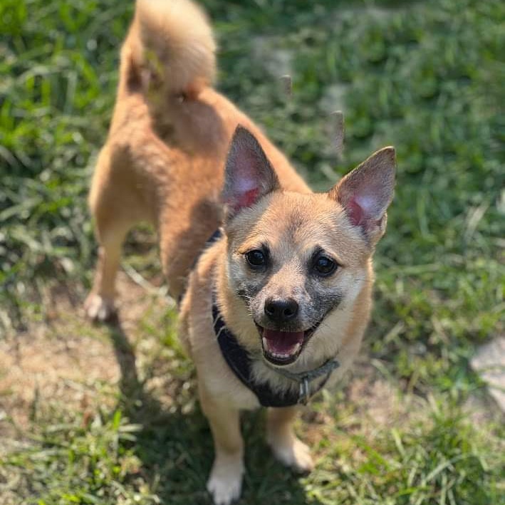 Maximus, Senior Male unknown