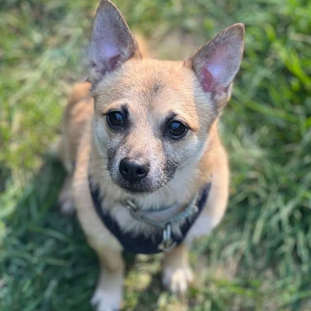 Enlarge Maximus, a Adopted mixed breed in Cranford, NJ image 5/6