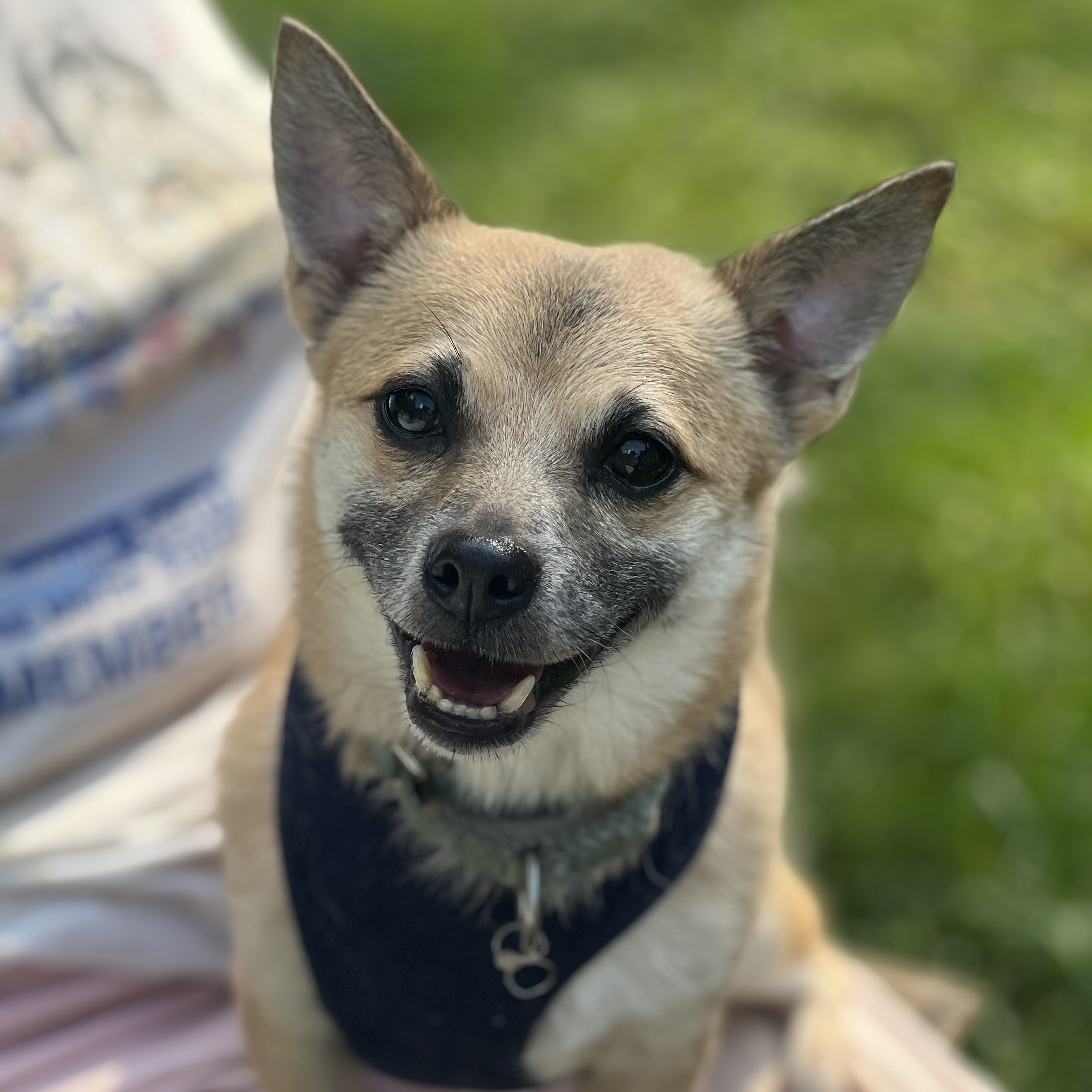 Enlarge Maximus, a Adopted mixed breed in Cranford, NJ image 3/6