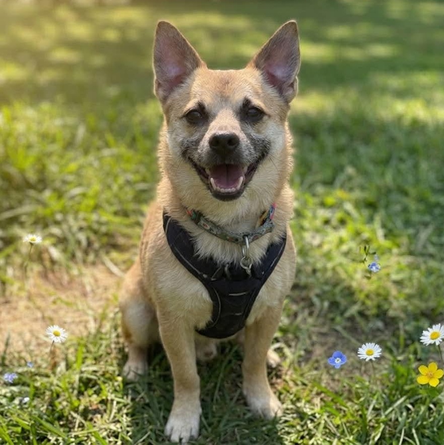 Maximus, Adopted, Senior Male Chihuahua & Pomeranian.