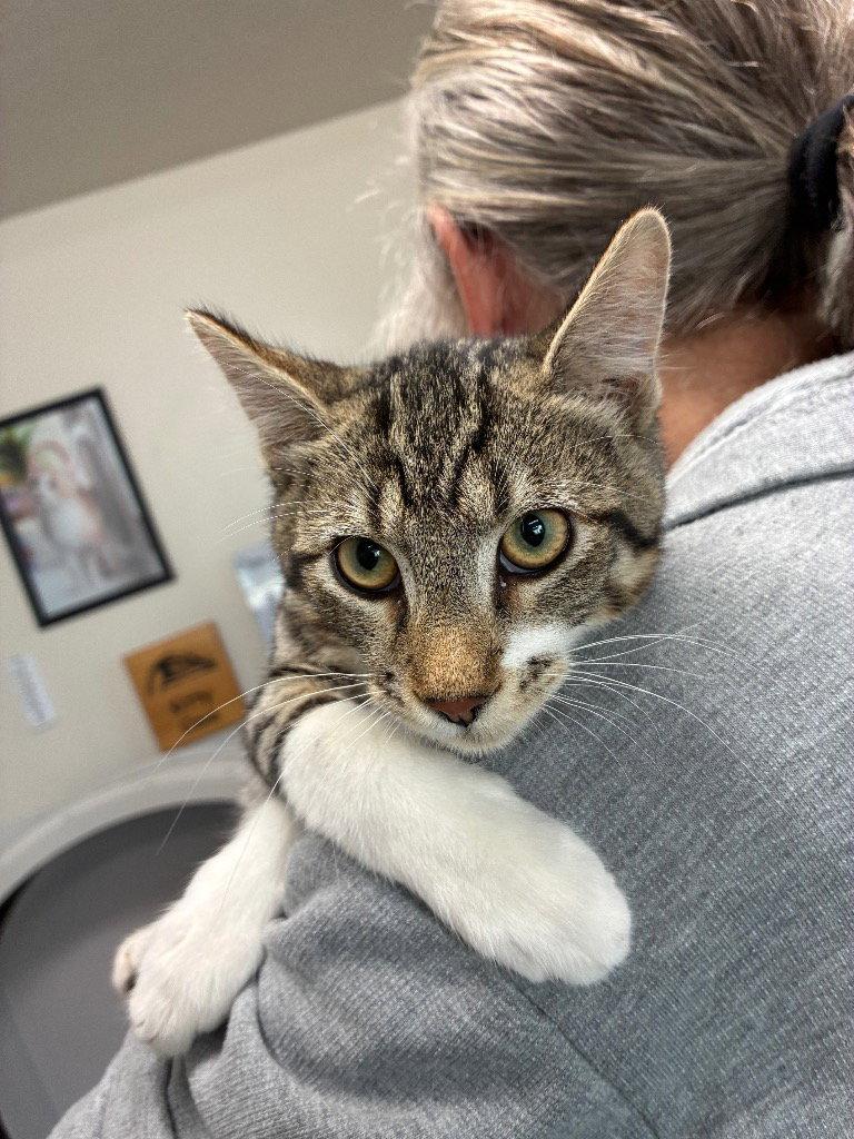 Enlarge Kitten - Zach, a Adoptable Domestic Short Hair in Emmett, ID image 1/1