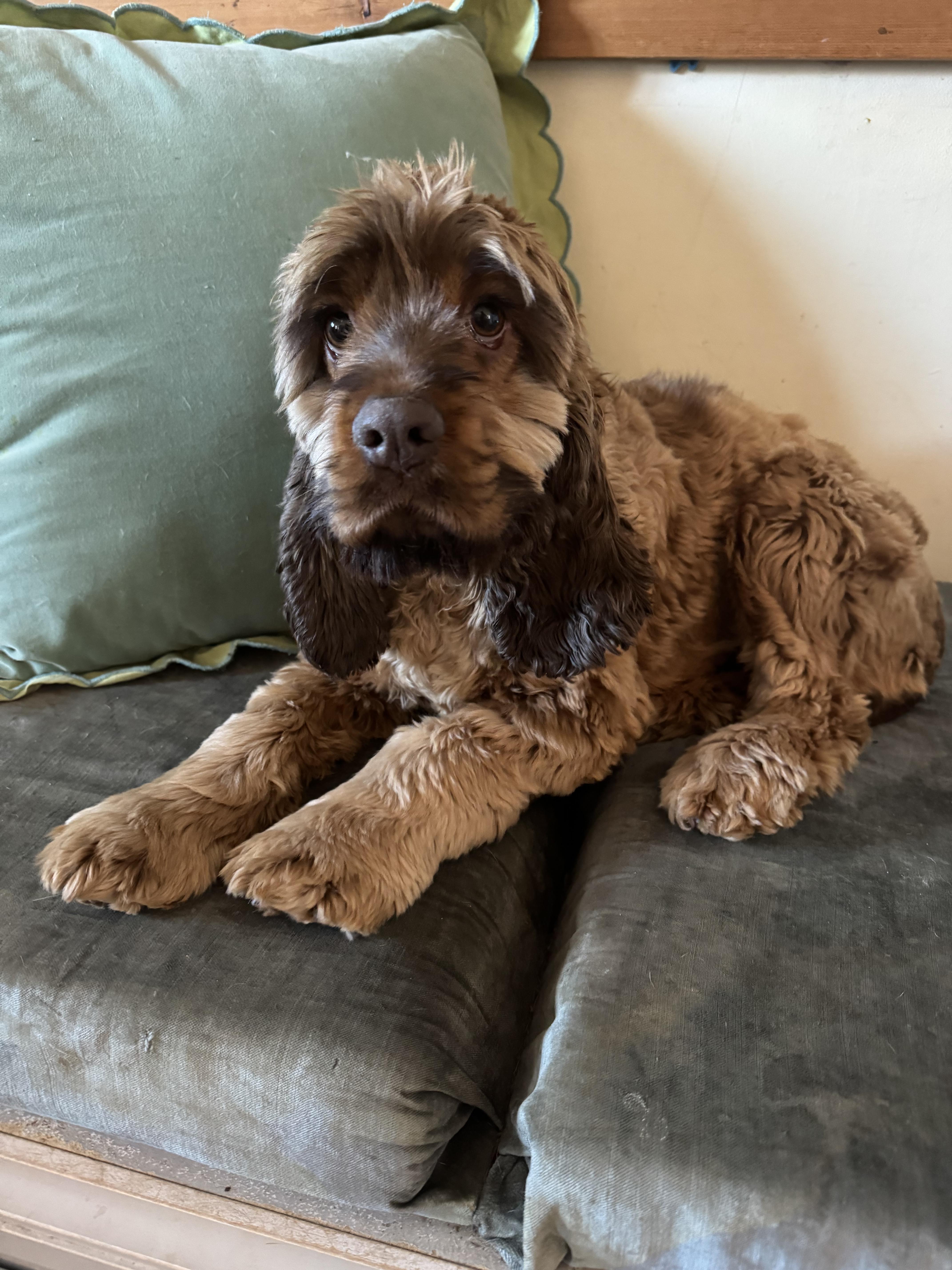 Izzy, ADOPTABLE, Young Female Cocker Spaniel.