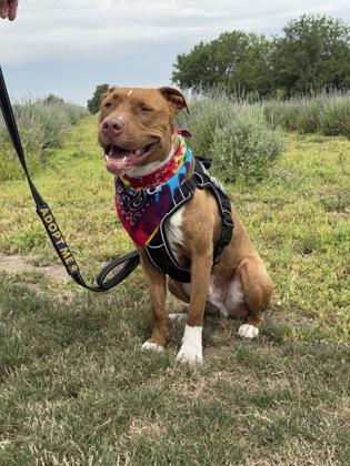 Rocky, Adoptable, Young Male Pit Bull Terrier & Mixed Breed.