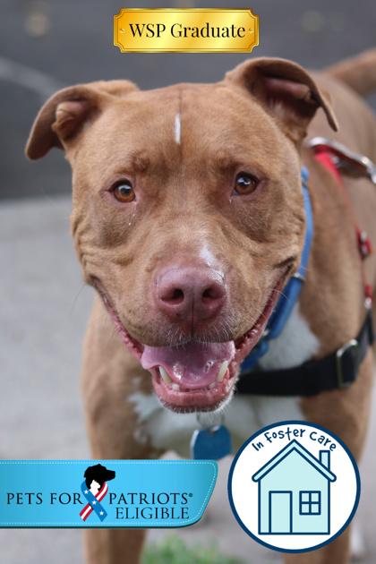 Enlarge Rocky, a Adoptable mixed breed in Walla Walla, WA image 2/3