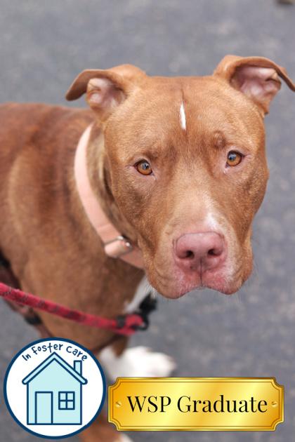 Enlarge Rocky, a Adoptable mixed breed in Walla Walla, WA image 3/3