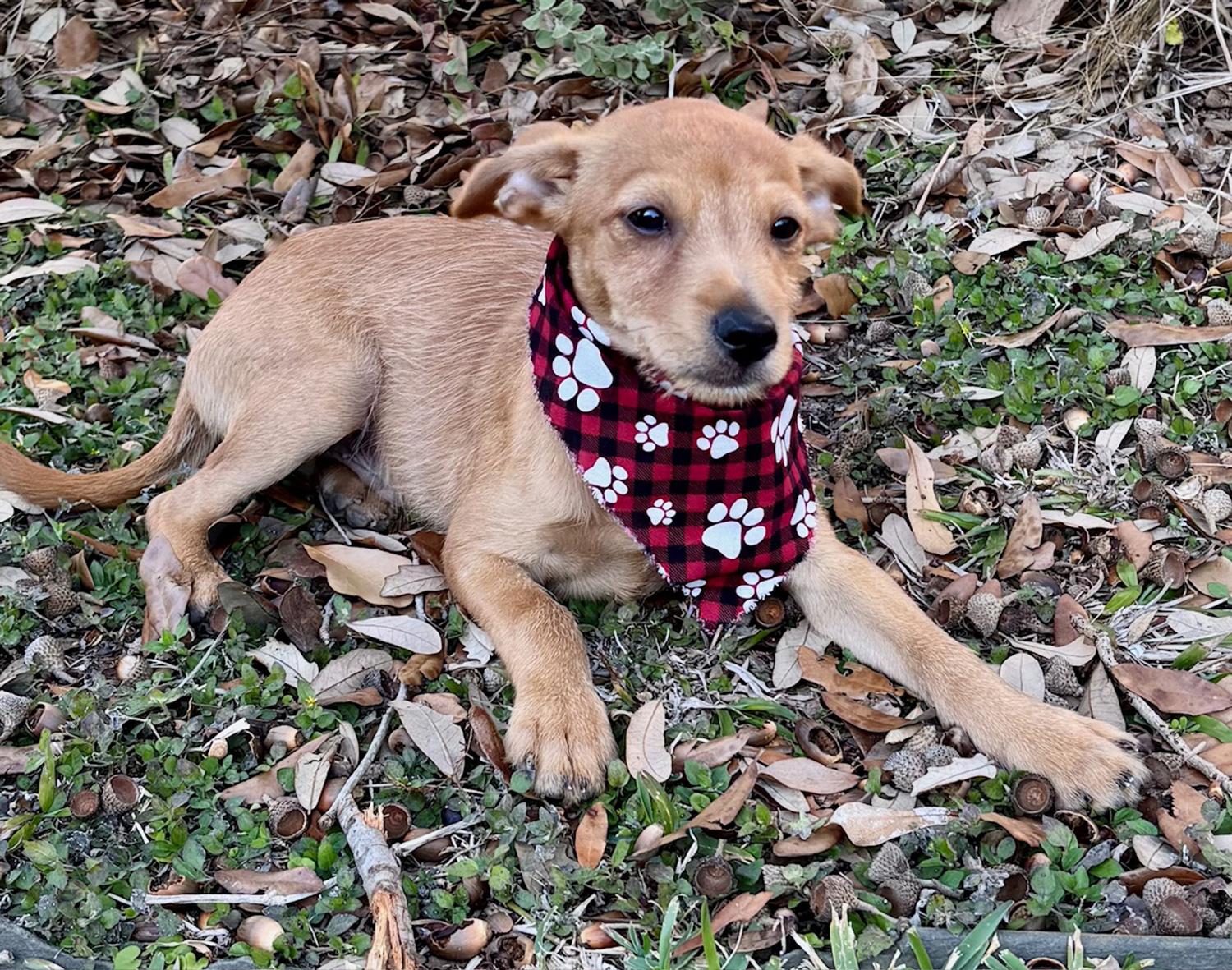 Busy BIEBER - Little Chi/Terrier Luv Bug!