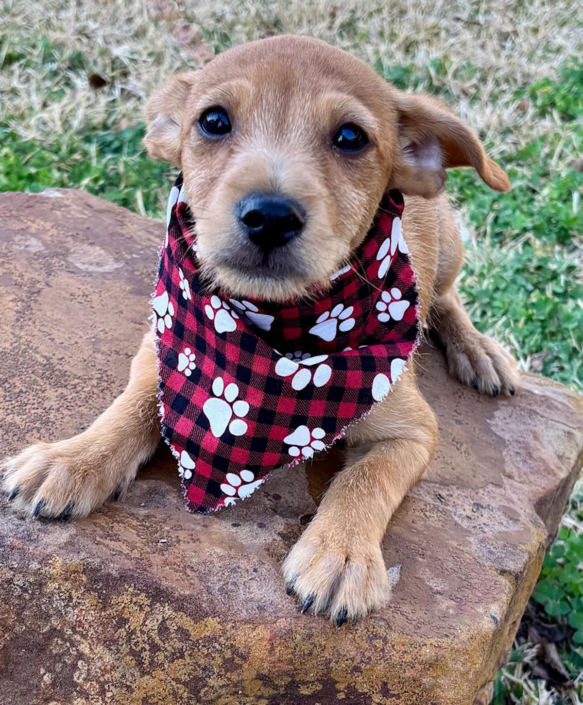 Busy BIEBER - Little Chi/Terrier Luv Bug! — thumbnail 3