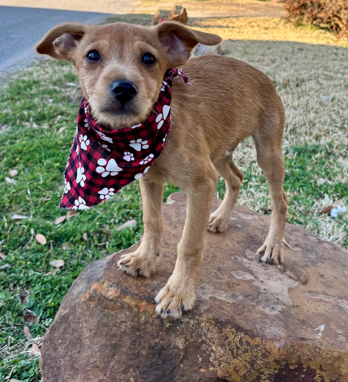 Busy BIEBER - Little Chi/Terrier Luv Bug! — thumbnail 4