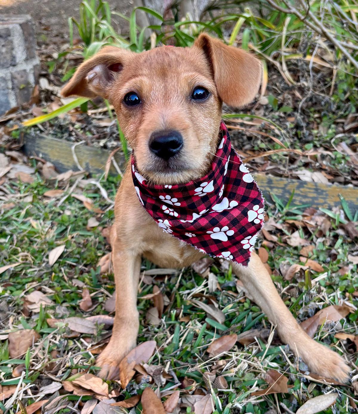 Busy BIEBER - Little Chi/Terrier Luv Bug! — thumbnail 5