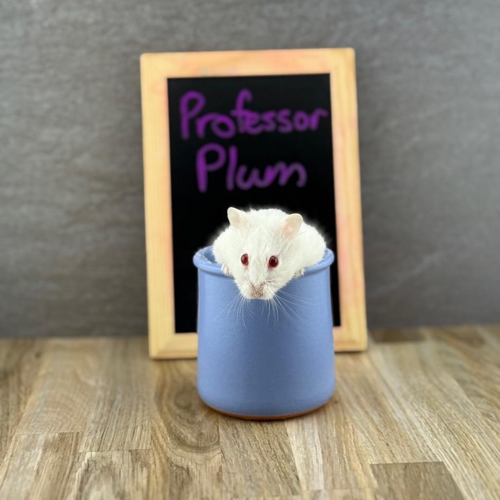 Professor Plum, Adoptable, Young Female Dwarf Hamster.
