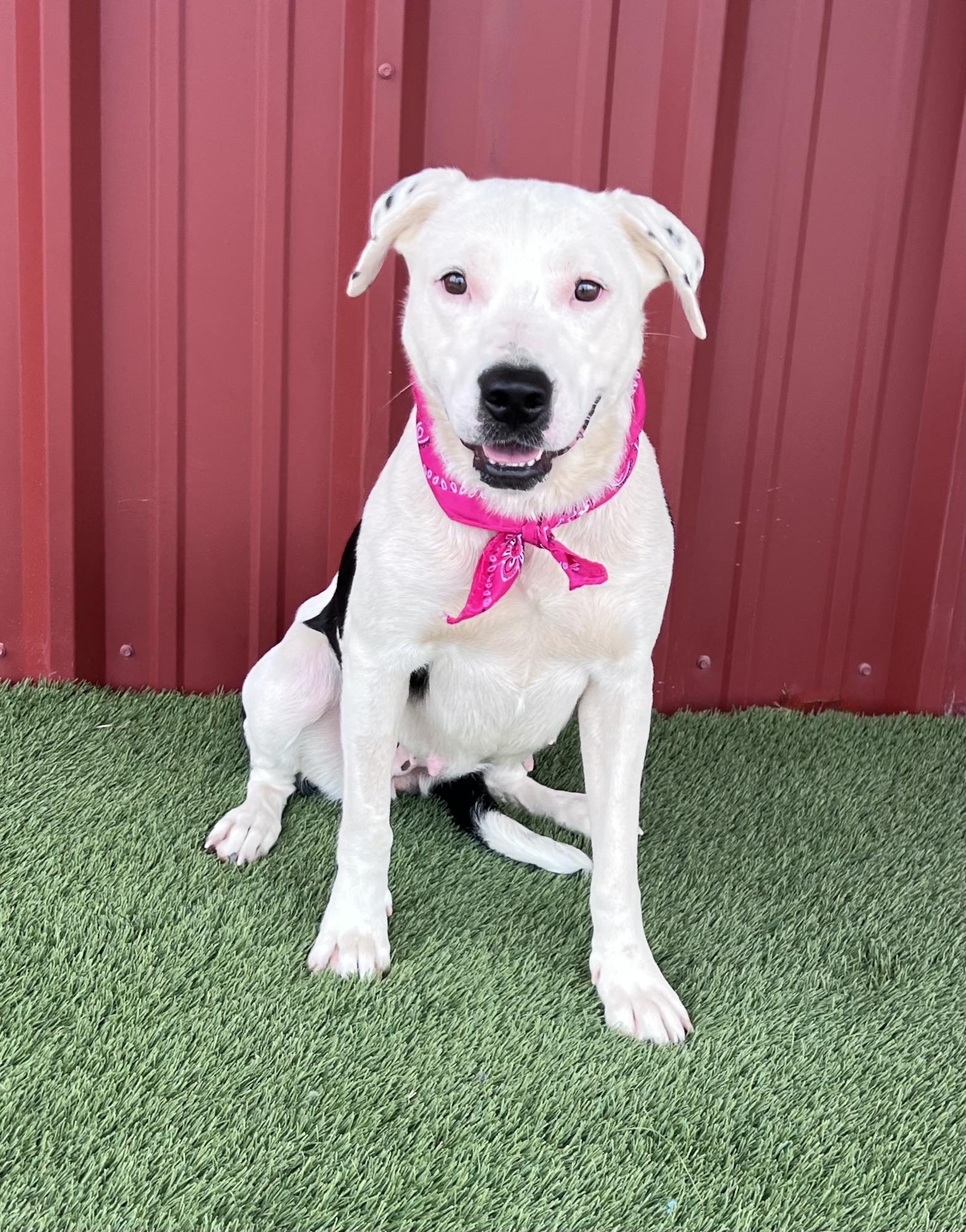 Enlarge Chanel, a ADOPTABLE mixed breed in Lubbock, TX image 1/6