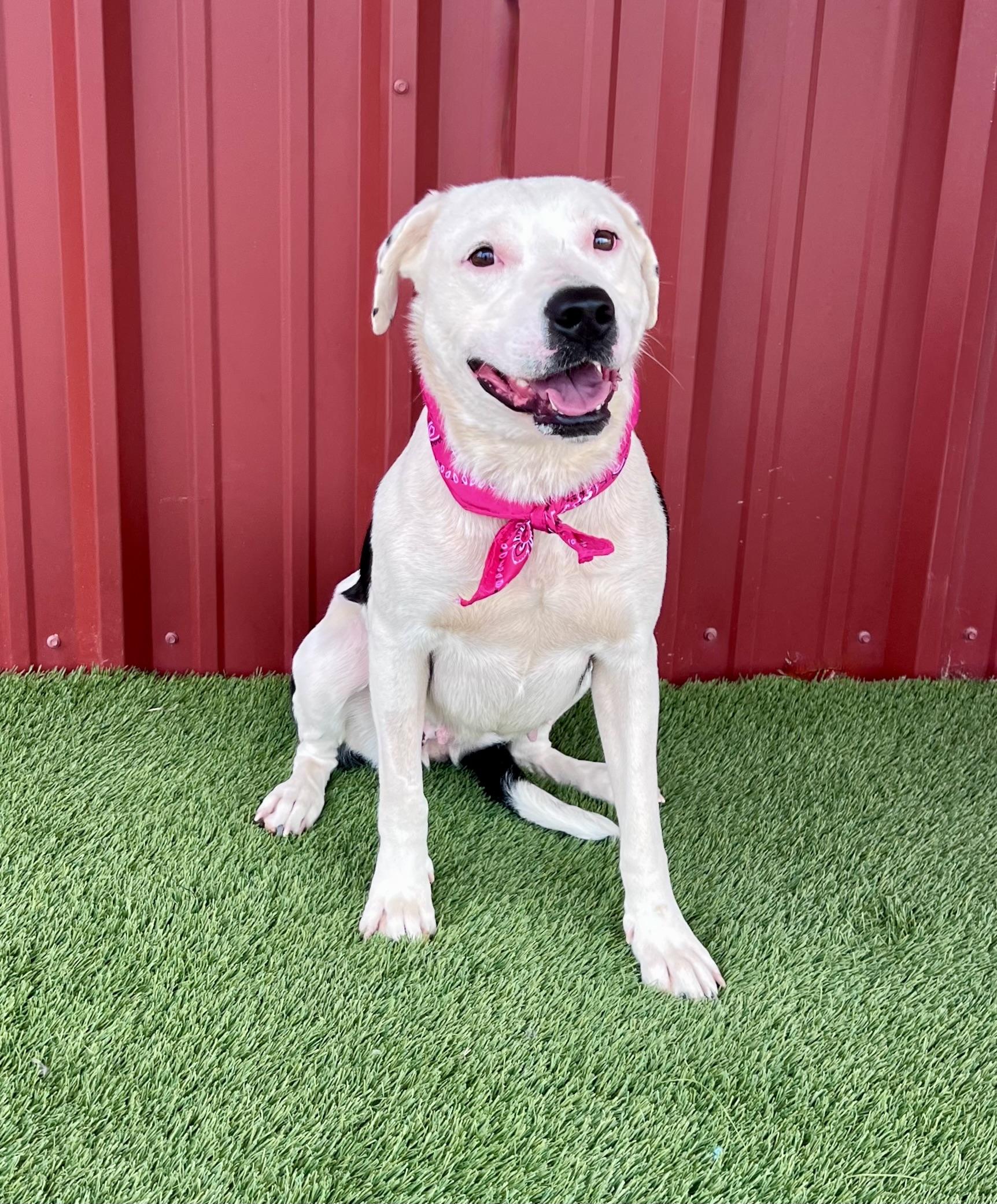 Chanel, ADOPTABLE, Adult Female Terrier & Dalmatian.