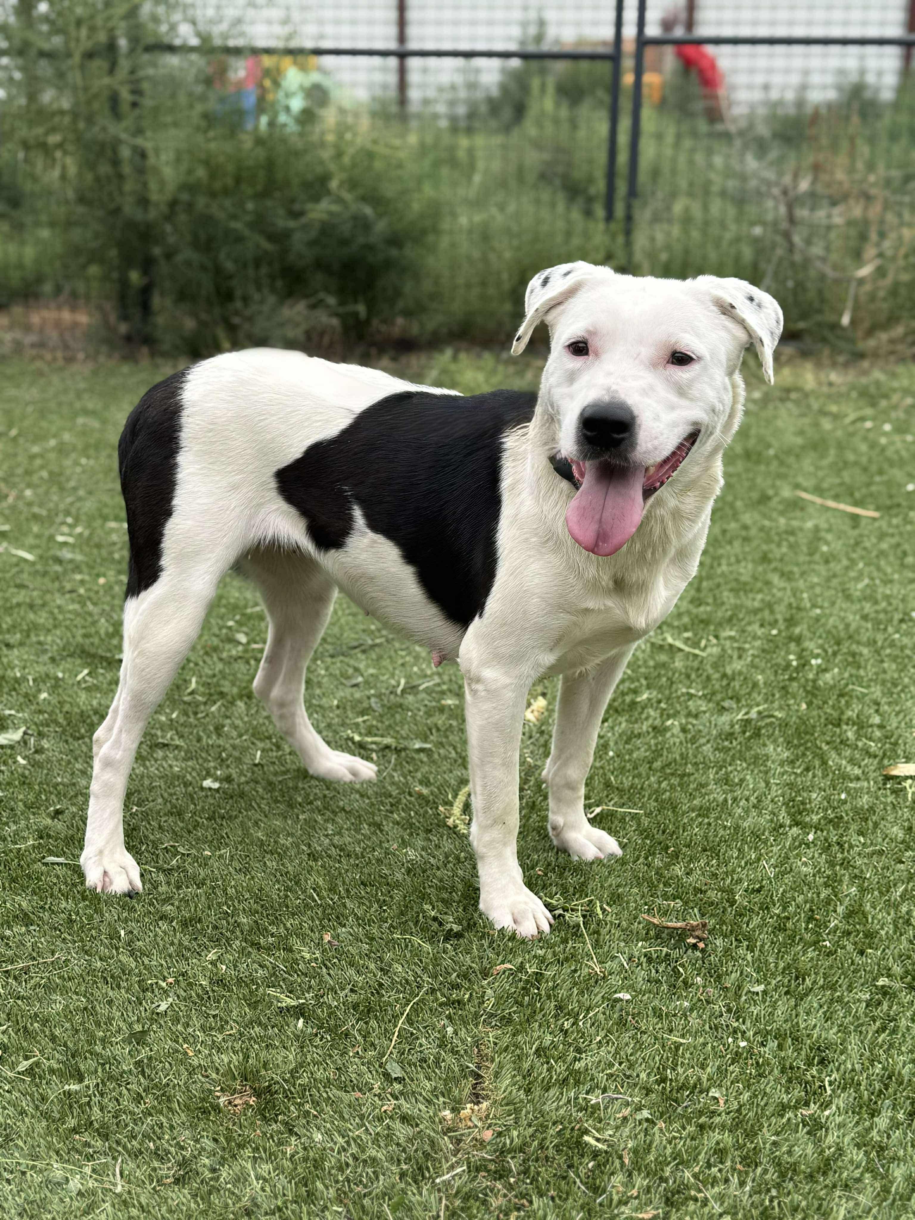 Enlarge Chanel, a ADOPTABLE mixed breed in Lubbock, TX image 3/6