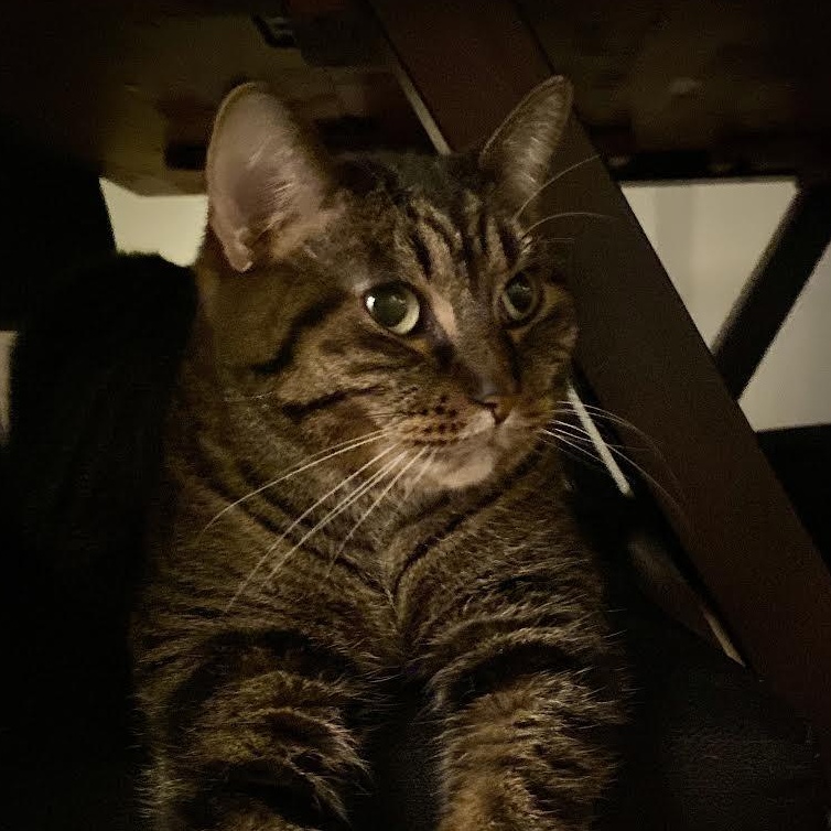 Enlarge Ivy, a ADOPTABLE Domestic Short Hair in Plymouth, MN image 1/6