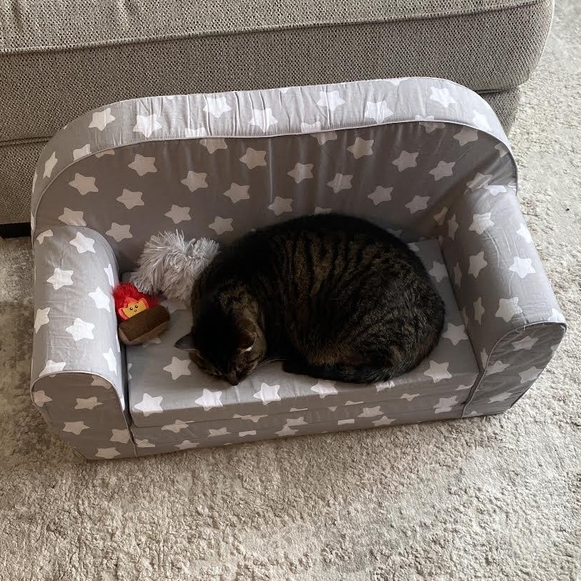 Enlarge Ivy, a ADOPTABLE Domestic Short Hair in Plymouth, MN image 4/6